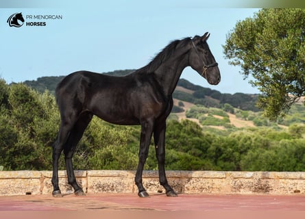 Menorquín, Semental, 1 año, 162 cm, Negro