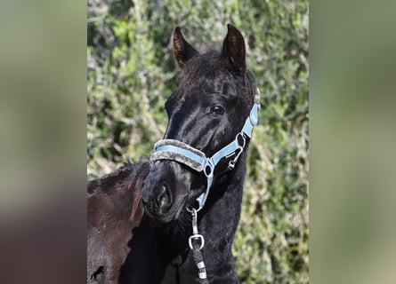 Menorquín, Semental, 1 año, 162 cm, Negro