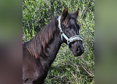 Menorquín, Semental, 1 año, 162 cm, Negro