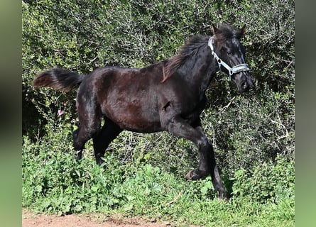 Menorquín, Semental, 1 año, 162 cm, Negro