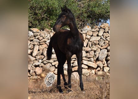 Menorquín, Semental, 1 año, 162 cm, Negro