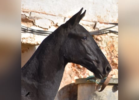 Menorquín, Semental, 1 año, 164 cm, Negro