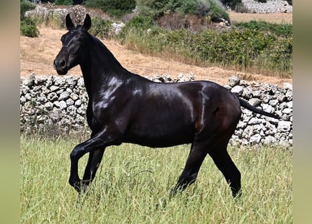 Menorquín, Semental, 1 año, 165 cm, Negro