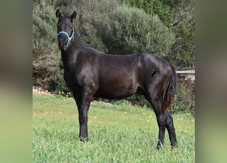 Menorquín, Semental, 2 años, 142 cm, Negro