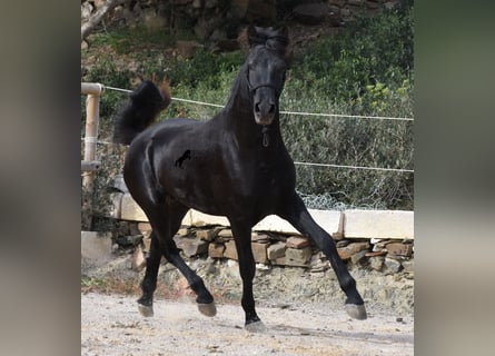 Menorquín, Semental, 2 años, 152 cm, Negro