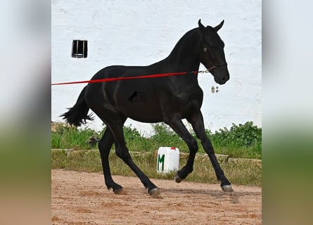 Menorquín, Semental, 2 años, 160 cm, Negro