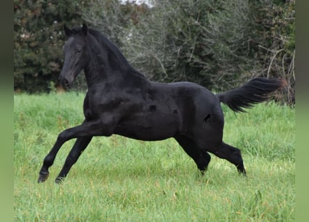 Menorquín, Semental, 2 años, 160 cm, Negro