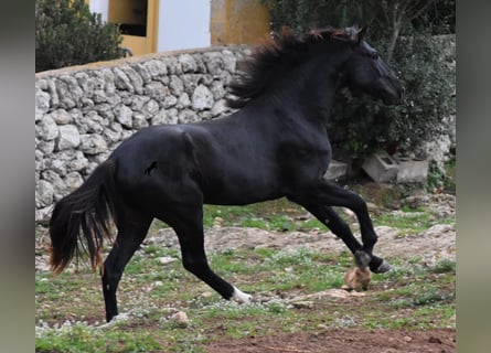 Menorquín, Semental, 2 años, 160 cm, Negro