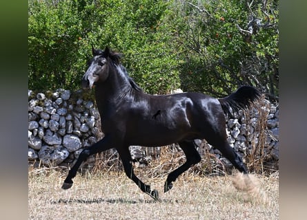 Menorquín, Semental, 2 años, 160 cm, Negro