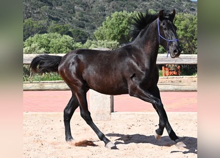 Menorquín, Semental, 2 años, 161 cm, Negro