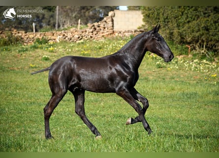 Menorquín, Semental, 2 años, 162 cm, Negro