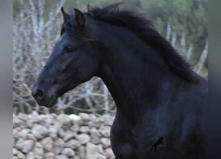 Menorquín, Semental, 2 años, 162 cm, Negro