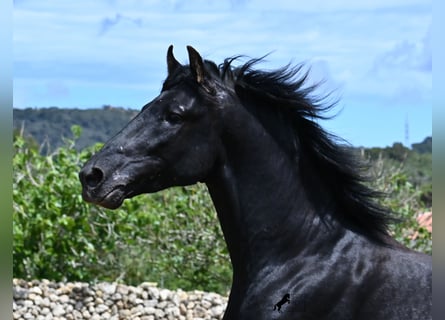Menorquín, Semental, 3 años, 167 cm, Negro