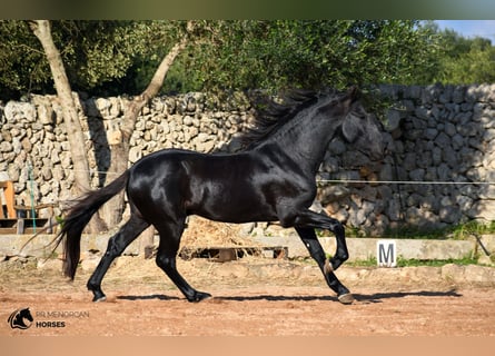 Menorquín, Semental, 4 años, 154 cm, Negro