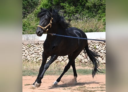Menorquín, Semental, 5 años, 165 cm, Negro