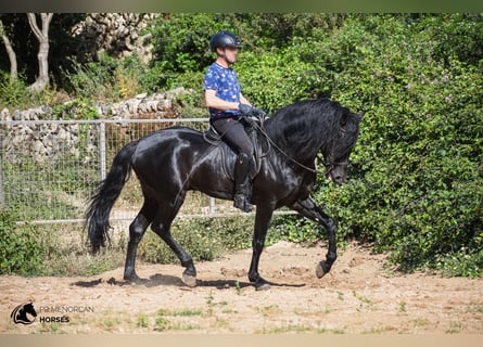 Menorquín, Semental, 7 años, 160 cm, Negro