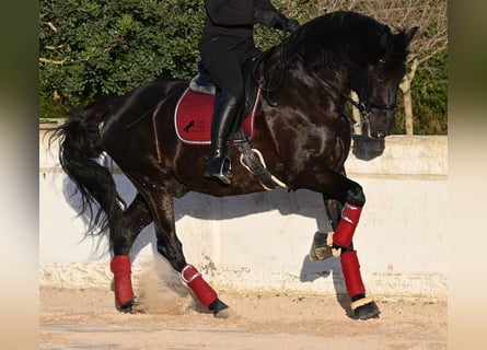Menorquín, Semental, 9 años, 174 cm, Negro