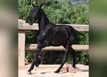 Menorquín, Semental, Potro (02/2025), 160 cm, Negro