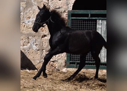 Menorquín, Semental, Potro (04/2024), 162 cm, Negro