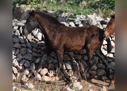 Menorquín, Semental, , 162 cm, Negro