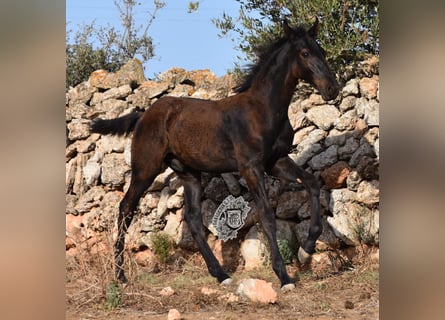 Menorquín, Semental, Potro (04/2024), 162 cm, Negro