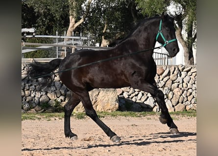 Menorquin, Stallion, 12 years, 16.1 hh, Black