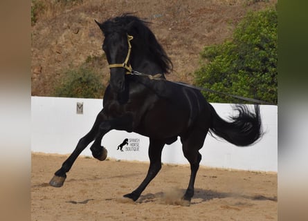 Menorquin, Stallion, 15 years, 16 hh, Black