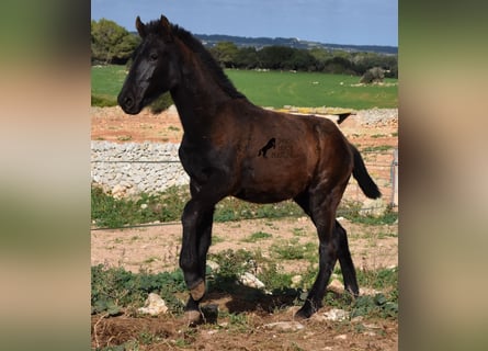 Menorquin, Stallion, 1 year, 15,2 hh, Black