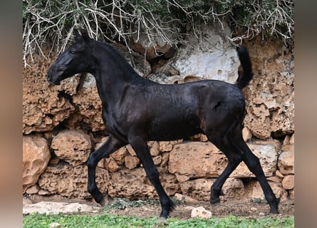 Menorquin, Stallion, 1 year, 15,3 hh, Black