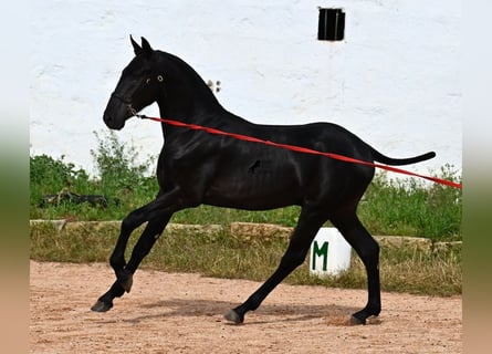 Menorquin, Stallion, 1 year, 16 hh, Black