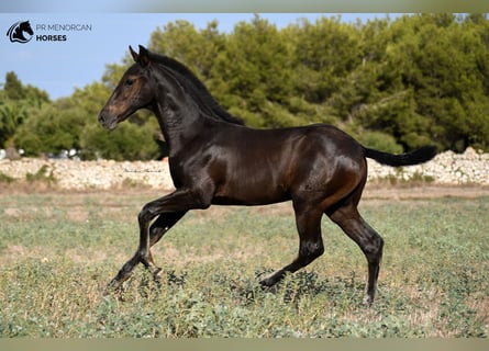 Menorquin, Stallion, 2 years, 15,2 hh, Black