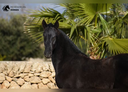 Menorquin, Stallion, 2 years, 16 hh, Black