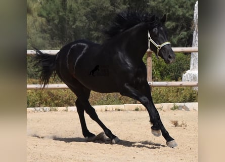 Menorquin, Stallion, 3 years, 15.1 hh, Black