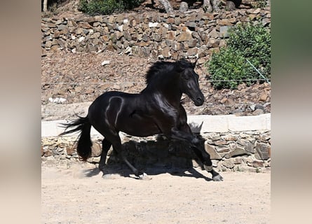 Menorquin, Stallion, 3 years, 15.2 hh, Black