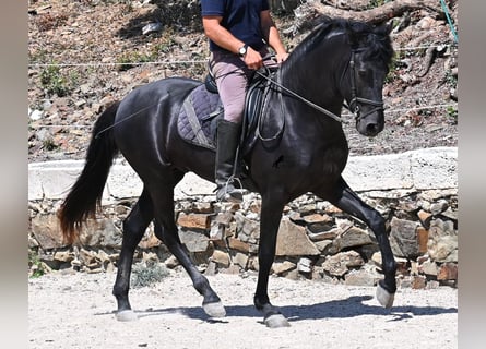 Menorquin, Stallion, 3 years, 15,1 hh, Black