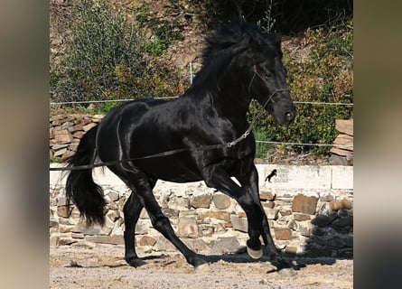 Menorquin, Stallion, 4 years, 14.3 hh, Black