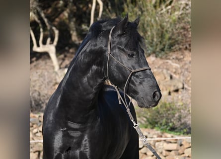 Menorquin, Stallion, 4 years, 14,3 hh, Black