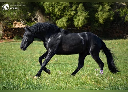Menorquin, Stallion, 4 years, 16 hh, Black