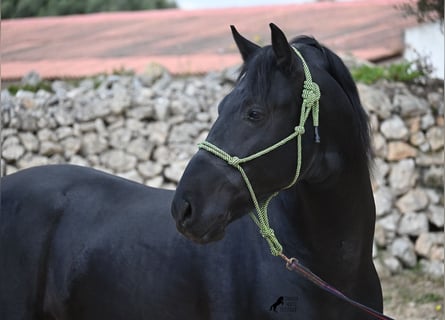Menorquin, Stallion, 5 years, 15.2 hh, Black