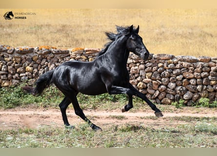 Menorquin, Stallion, 5 years, 15.2 hh, Black