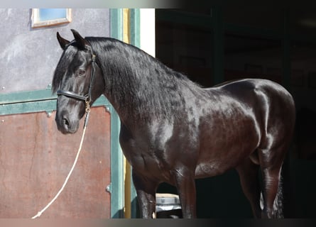 Menorquin, Stallion, 6 years, 15,1 hh, Black