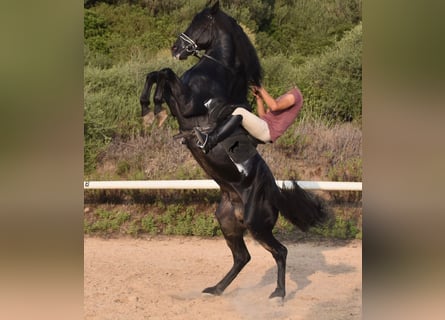 Menorquin, Stallion, 6 years, 16,2 hh, Black