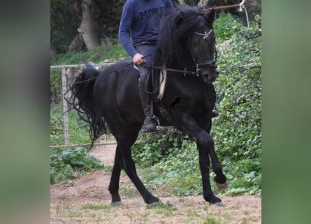 Menorquin, Stallion, 7 years, 15,2 hh, Black