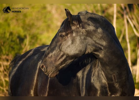 Menorquin, Stallion, 8 years, 16,2 hh, Black