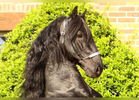 Menorquin, Stallion, 12 years, 16 hh, Black