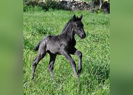 Menorquin, Stallion, Foal (01/2026), 16 hh, Black