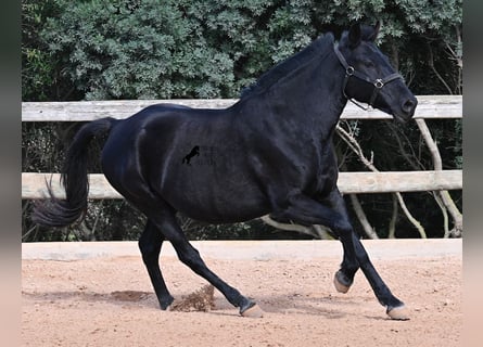 Menorquín, Yegua, 10 años, 156 cm, Negro