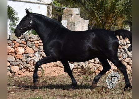 Menorquín, Yegua, 17 años, 165 cm, Negro