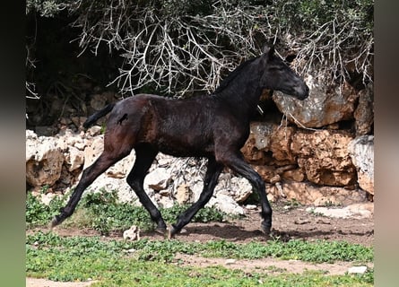 Menorquín, Yegua, 1 año, 155 cm, Negro