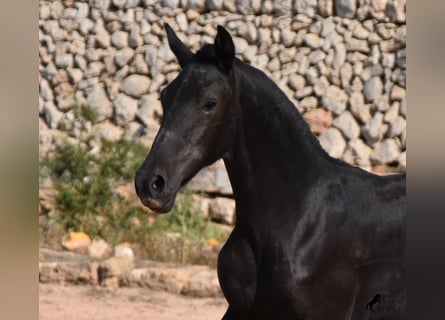 Menorquín, Yegua, 1 año, 155 cm, Negro